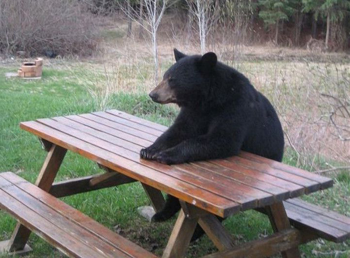 bear reverse